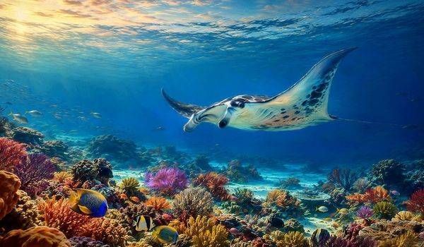 Reef Ray Art | Larry Hersberger