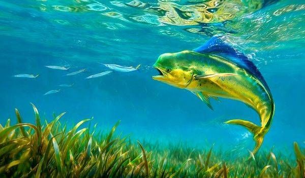 Mahi Mahi Art | Larry Hersberger