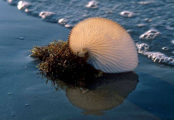 Shell And Sea Life Sea Shells and Sea Life photographed by Ruth Burke on the beach in ...