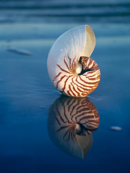 Shell And Sea Life Sea Shells and Sea Life photographed by Ruth Burke on the beach in ...