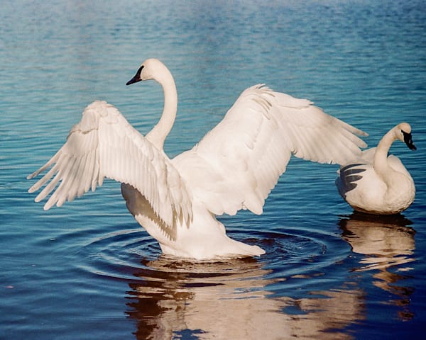 Belle Of The Ball  Swan Lake Series Art | Wild at Heart Art