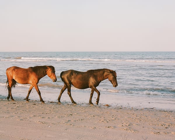Hoofprints In The Sand  Corolla Beach Series Art | Wild at Heart Art