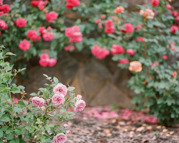 Rainbow Of Roses  Biltmore Estate Series Art | Wild at Heart Art