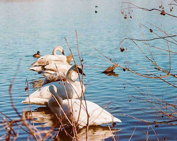 Peekabo Swan  Swan Lake Series Art | Wild at Heart Art