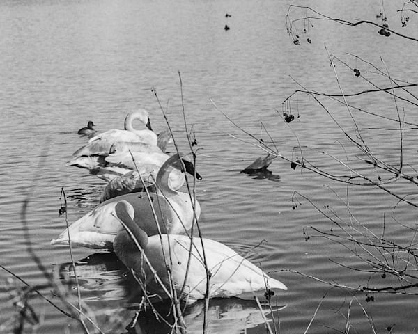 Peekabo Swan Bw  Swan Lake Series Art | Wild at Heart Art
