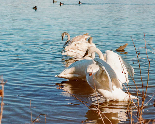 Ugly Duckling Becomes A Swan  Swan Lake Series Art | Wild at Heart Art