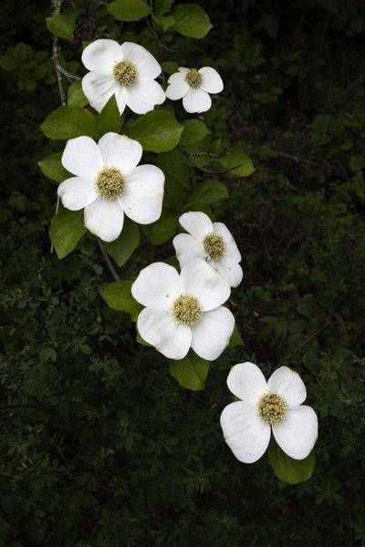 Dogwoods Photography Art | Dana Echols Photography 