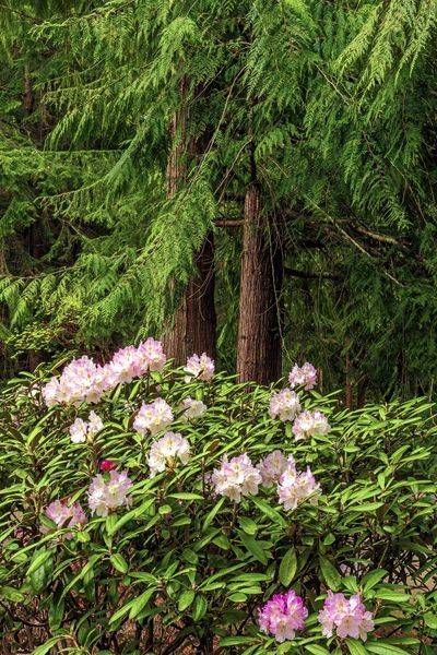 Rhododendron Photography Art | Dana Echols Photography 