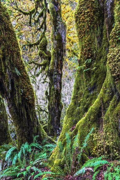 Hoh Rain Forest Photography Art | Dana Echols Photography 