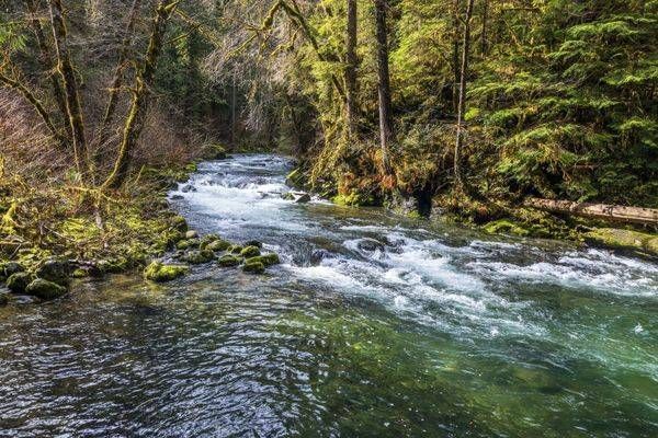 Quilcene River Photography Art | Dana Echols Photography 
