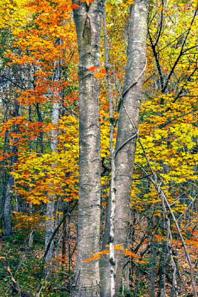 Vermont Forest T5 Photography Art | Dana Echols Photography 