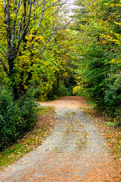 Vermont Pathway T6 Photography Art | Dana Echols Photography 