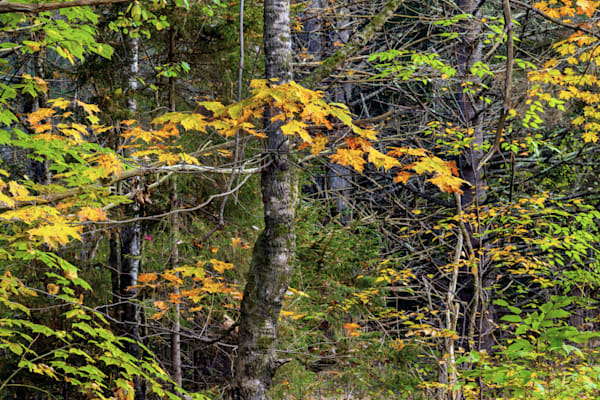 Vermont Forest T2 Photography Art | Dana Echols Photography 