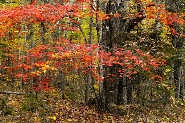 Maples White Mountains Photography Art | Dana Echols Photography 