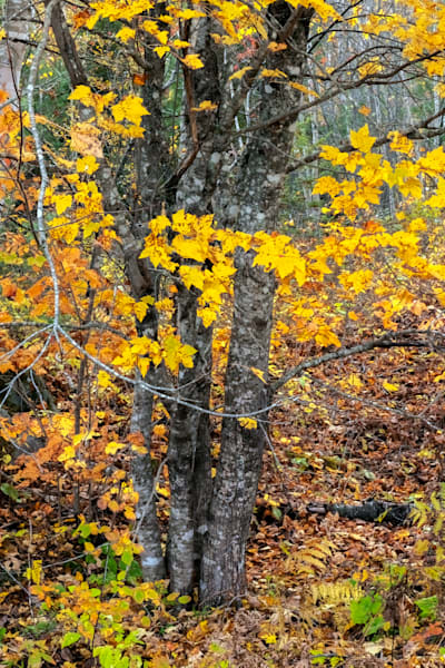 White Mountain National Forest 2 Photography Art | Dana Echols Photography 