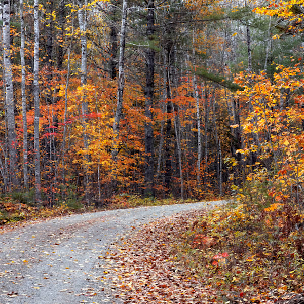 Moosehorn Path Photography Art | Dana Echols Photography 