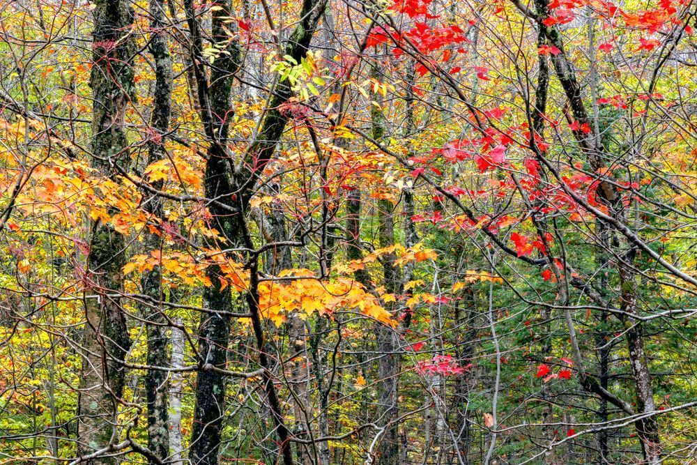Fall Splendor Photography Art | Dana Echols Photography 