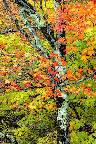 Forest View From The Bridge 2 Photography Art | Dana Echols Photography 