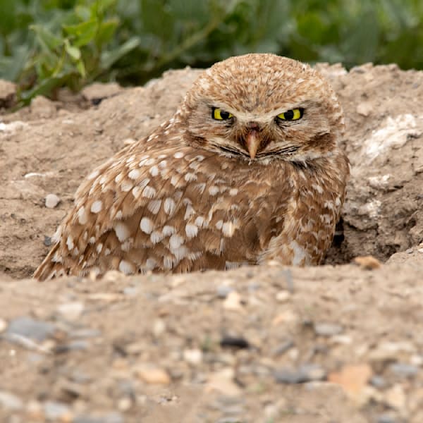 Burrowing Owl Glare Photography Art | Dana Echols Photography 