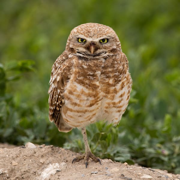 Burrowing Owl Resting Photography Art | Dana Echols Photography 