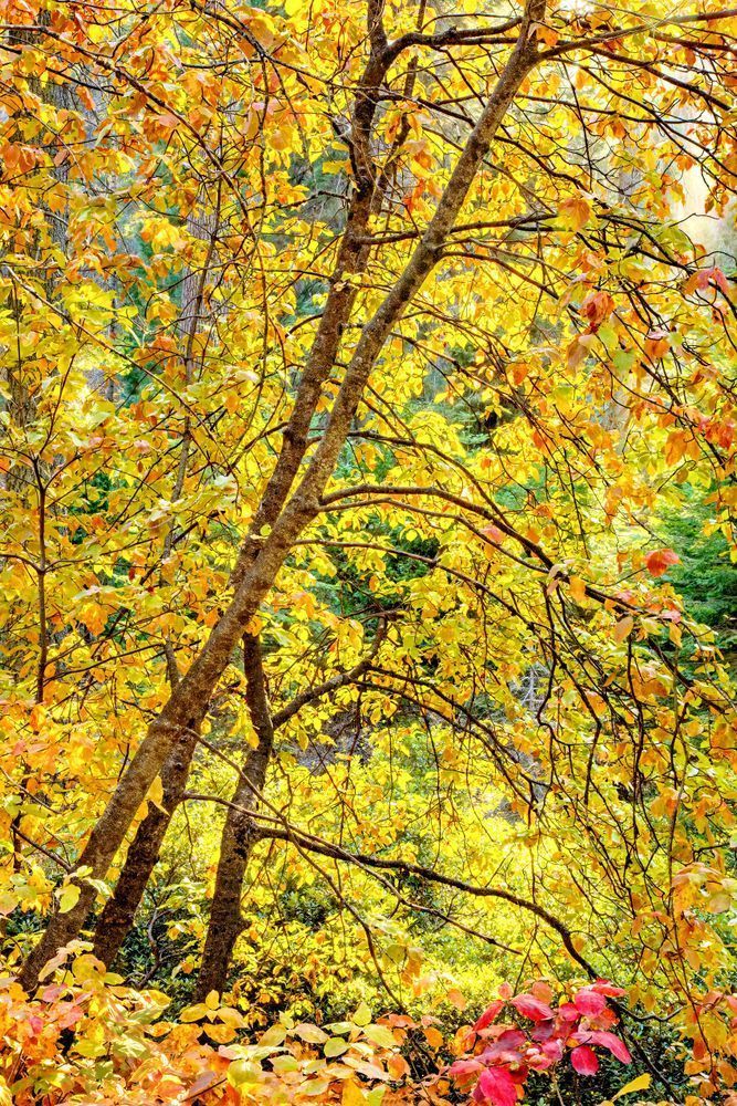 Fall Colors Sequoia National Park Photography Art | Dana Echols Photography 