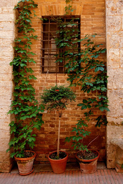 Greenery Siena Photography Art | Dana Echols Photography 