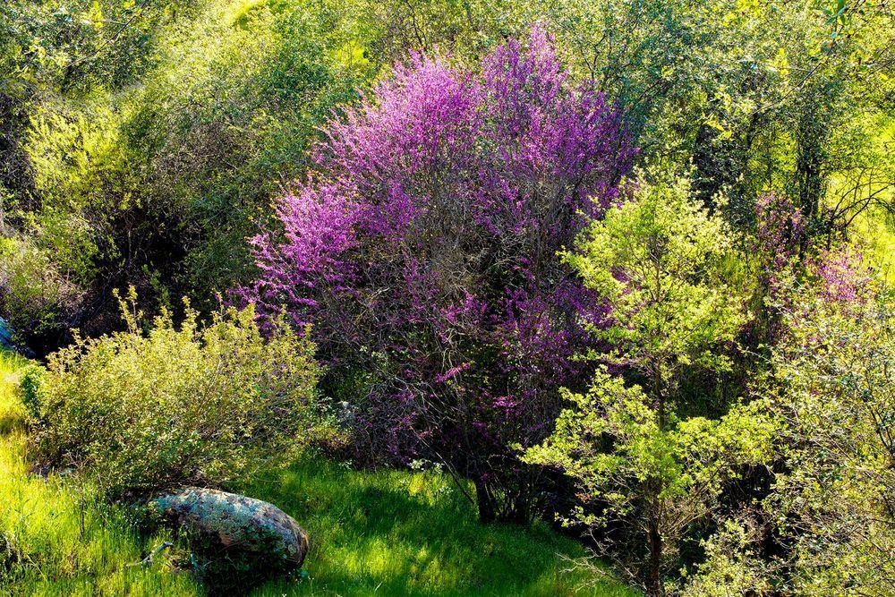 Red Bud Photograph 