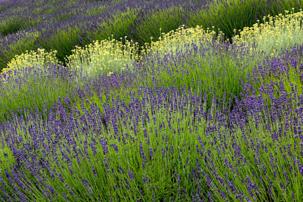 Lavender And Yarrow Photography Art | Dana Echols Photography 