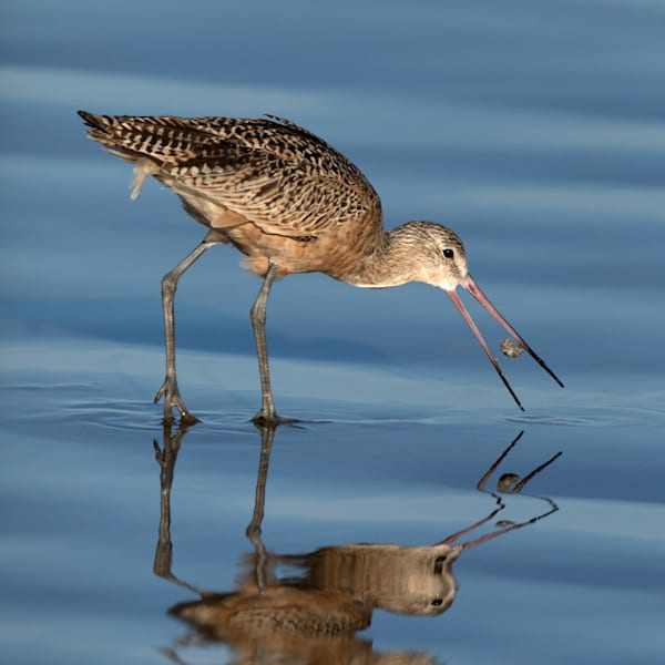 Marbled Godwit Feeding Photography Art | Dana Echols Photography 