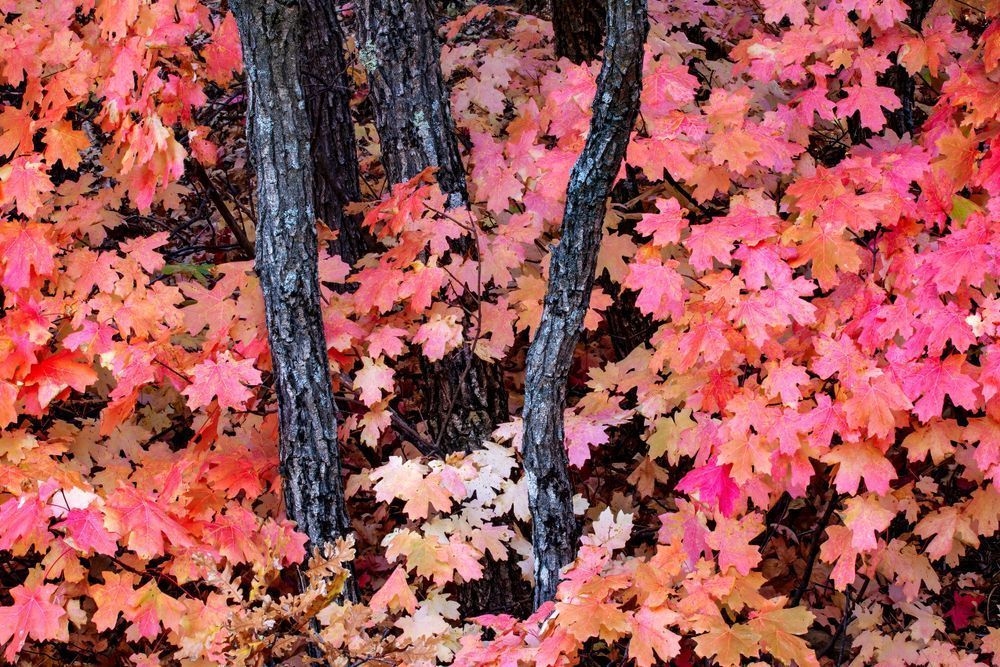 New Mexico Maple Photographs
