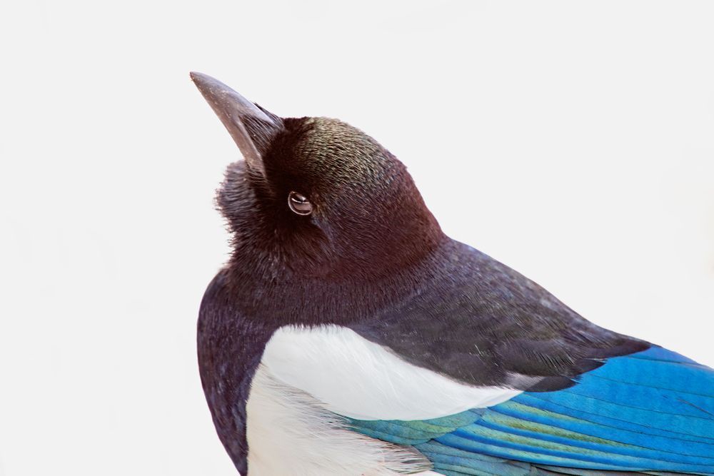 Magpie In Snow Photography Art | Dana Echols Photography 