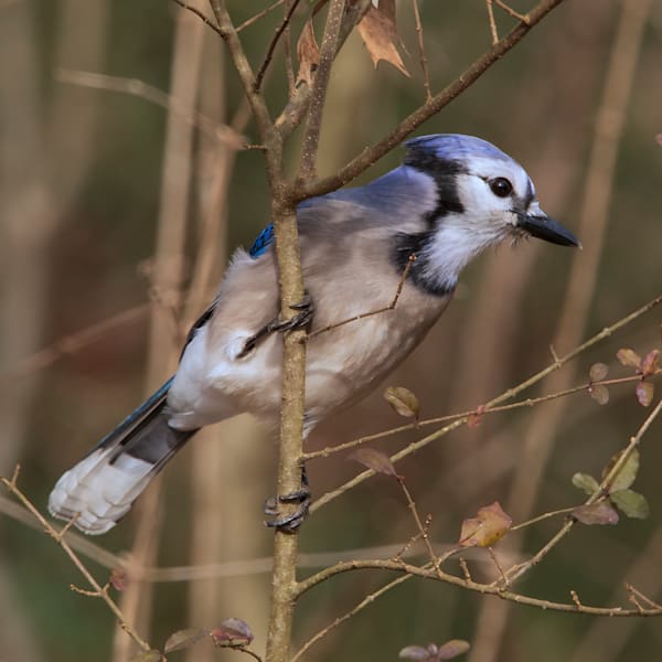 Blue Jay Photography Art | Dana Echols Photography 