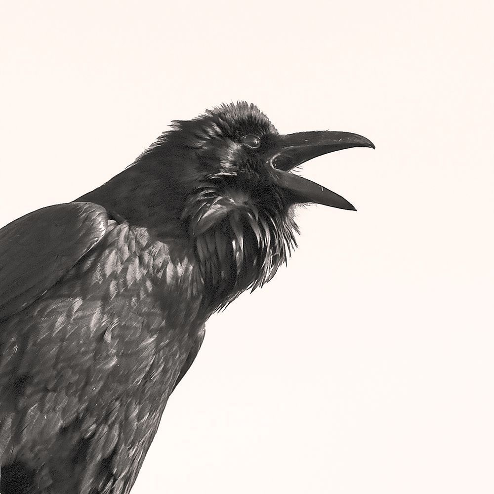 Squawking Raven Photography Art | Dana Echols Photography 