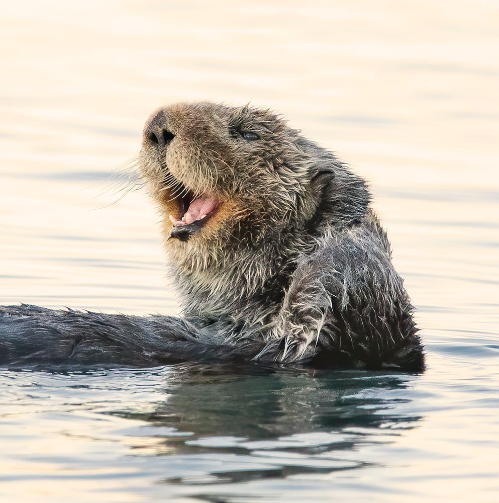Sea Otter Photograph
