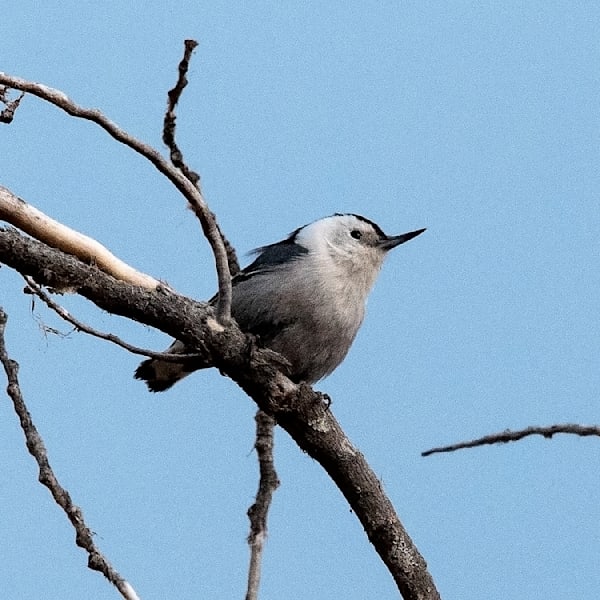 White Breasted Nuthatch Photography Art | Dana Echols Photography 