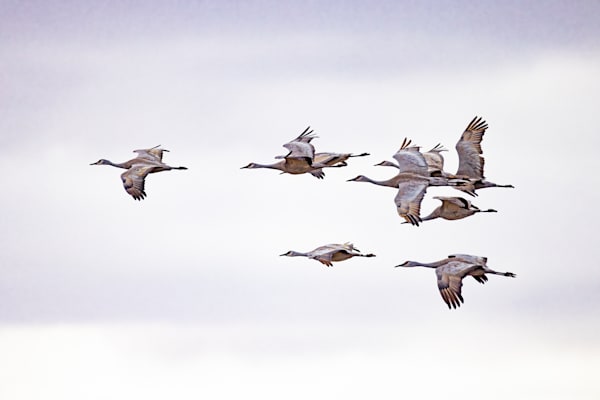 Sandhill Cranes In Flight Photography Art | Dana Echols Photography 