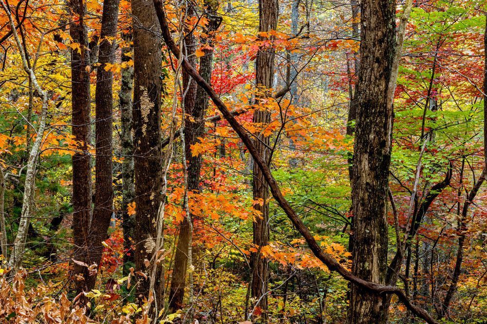 Autumn Blue Ridge Parkway Photography Art | Dana Echols Photography 
