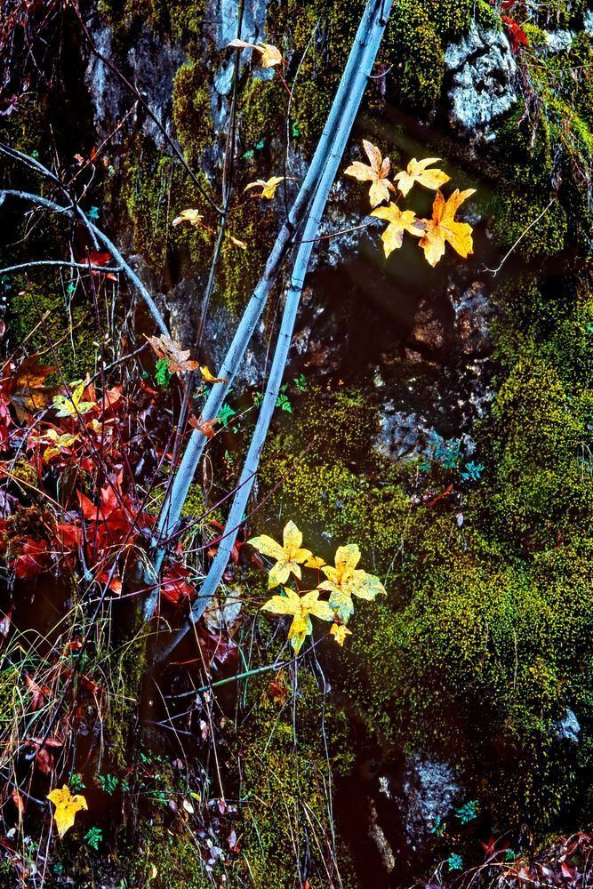Fall Hunter Liggett Photography Art | Dana Echols Photography 