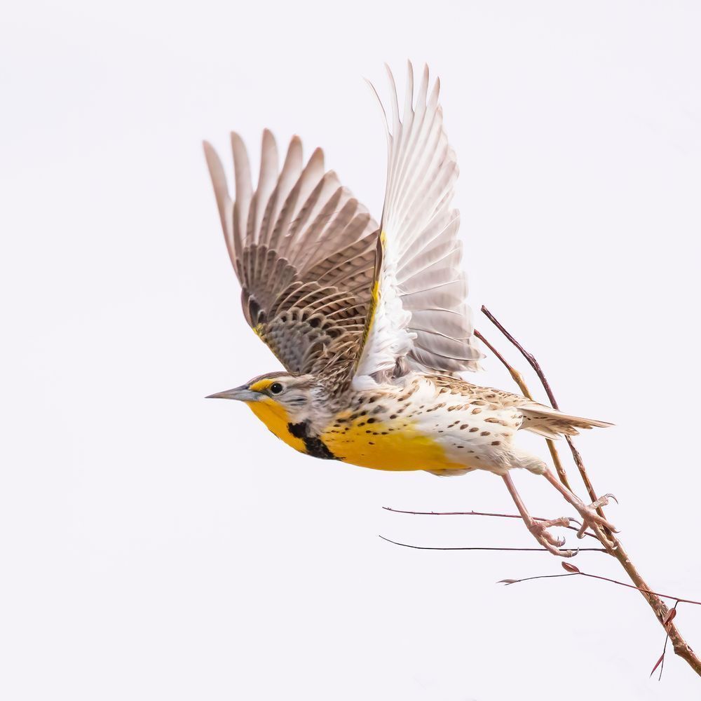 Meadowlark In Flight Photography Art | Dana Echols Photography 