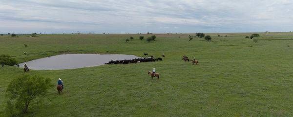 Watering the Herd