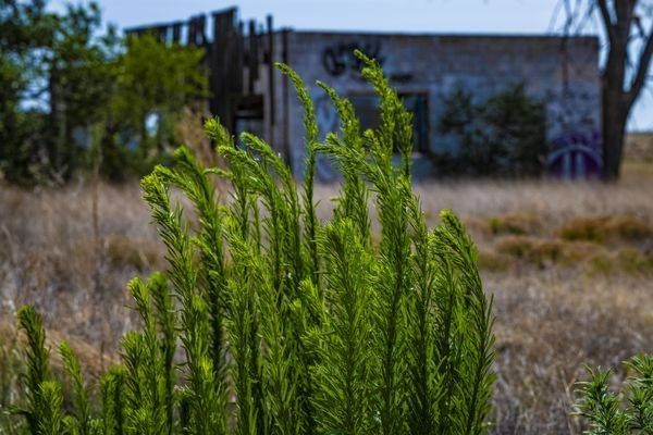 _DSC7786.NEF