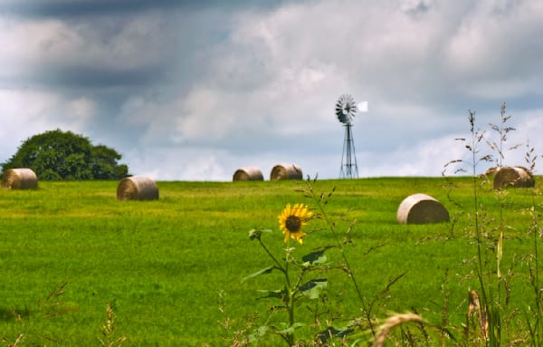Windmill Sunflower Decatur, Texas