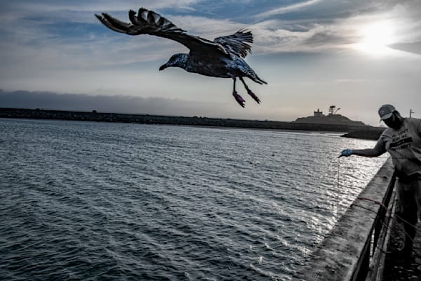 seagull take- off