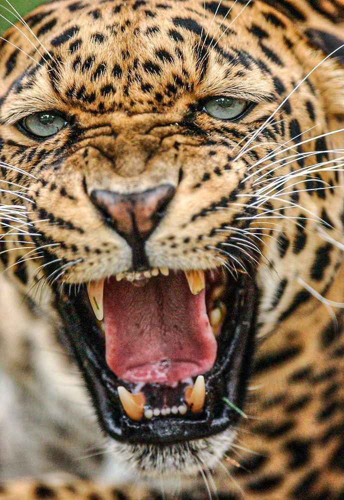 eyes of the tiger