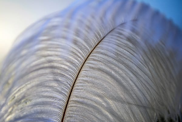 Feather Soft Photography Art | JoeDuty.com
