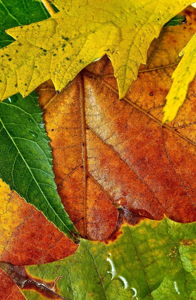 fall color