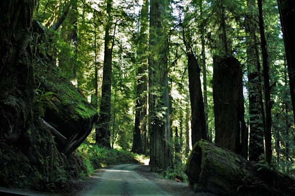 Trees