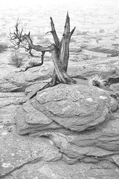 Ghost Tree Photography Art | Art Beyond Control