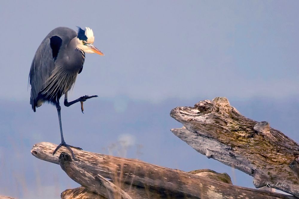 Blue Heron Photography Art | Art Beyond Control