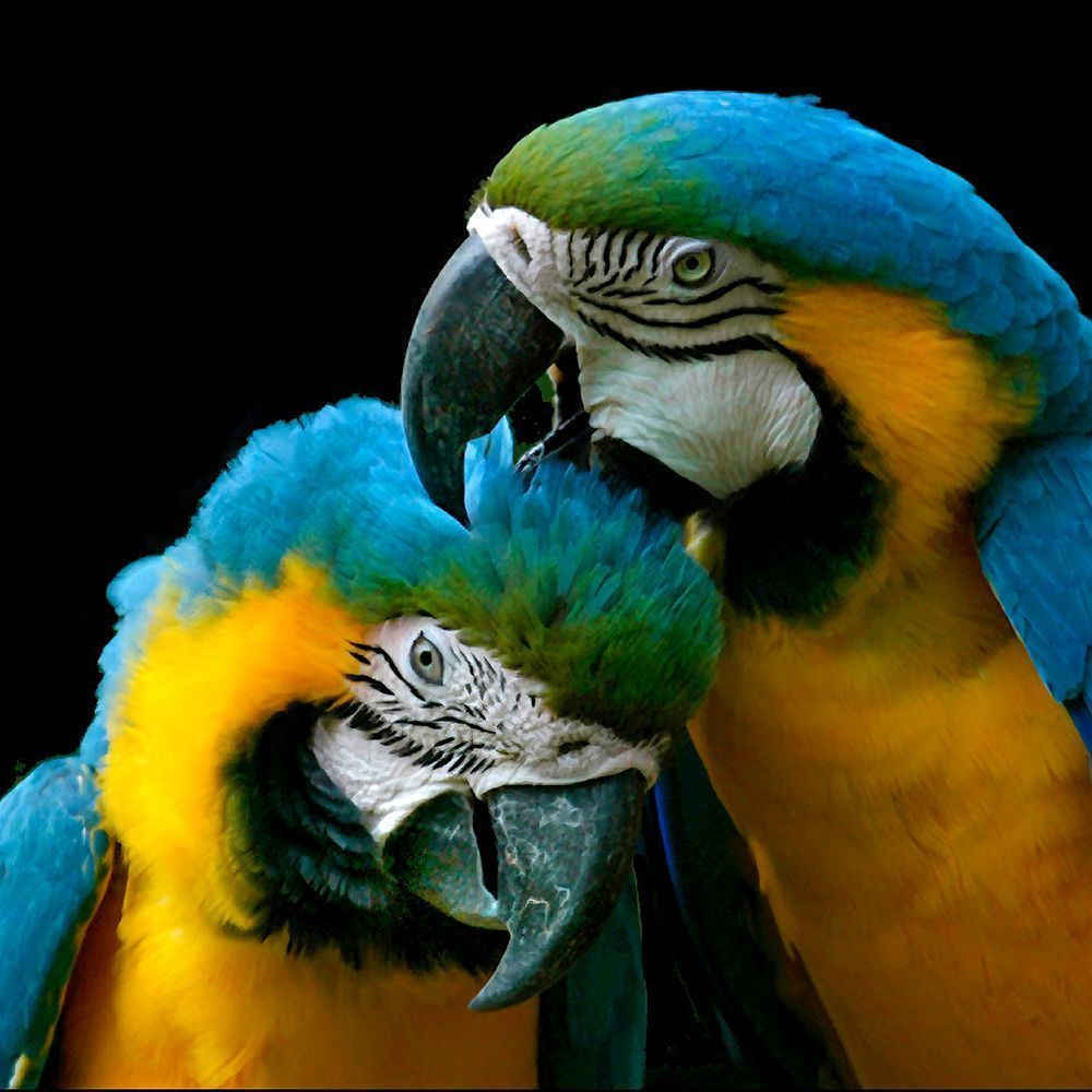 Couple Pillow Photography Art | Art Beyond Control